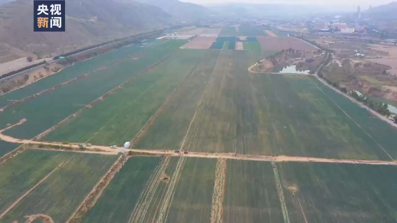 在希望的田野上丨甘肅榆中大蔥豐收 特色產業讓農戶增收