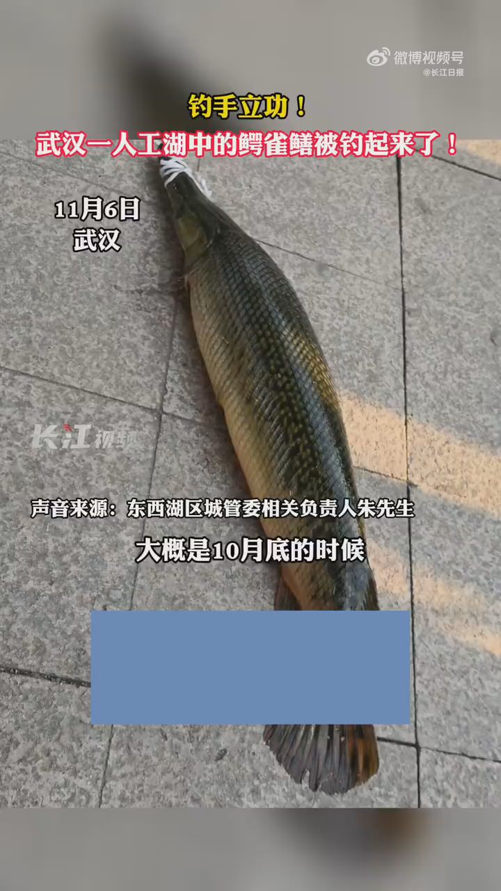 钓手立功!钓鱼高手从人工湖钓起鳄雀鳝 看看 中工