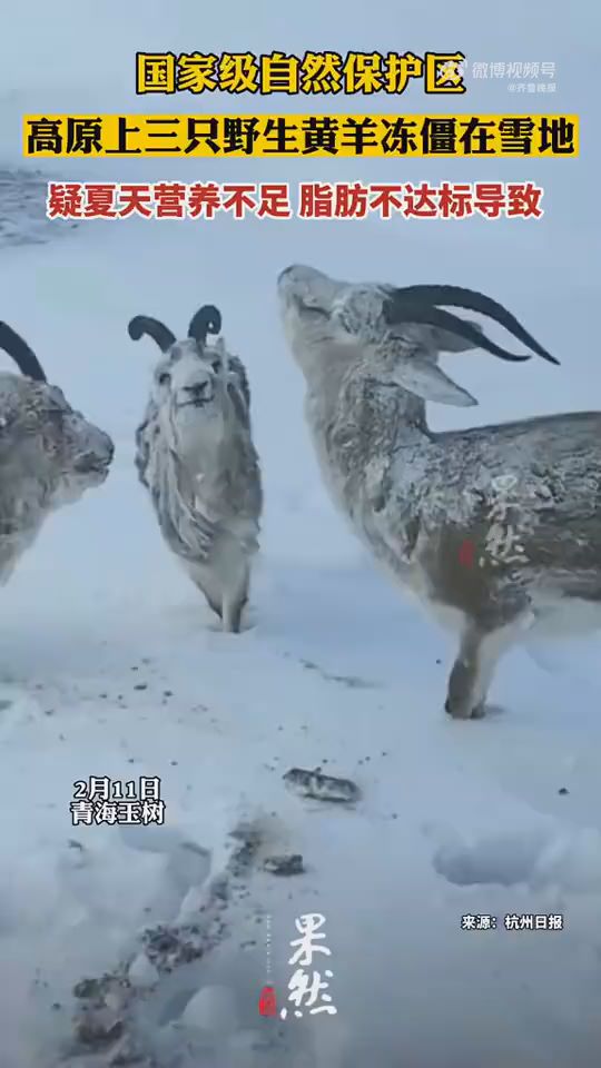 高原上三只野生黄羊冻僵在雪地