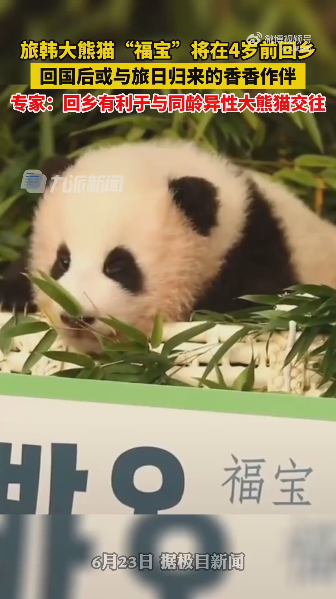 旅韓大熊貓福寶將返回中國