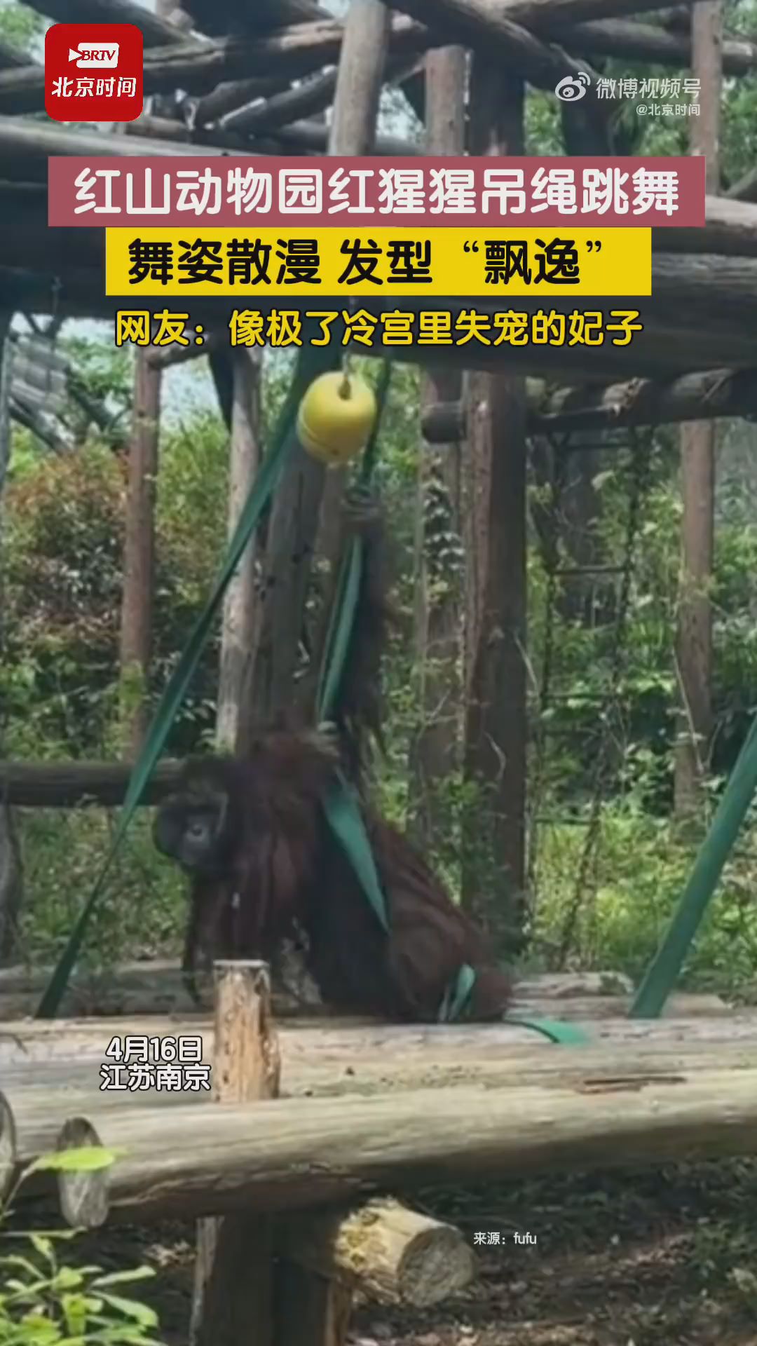 红山动物园红猩猩吊绳跳舞