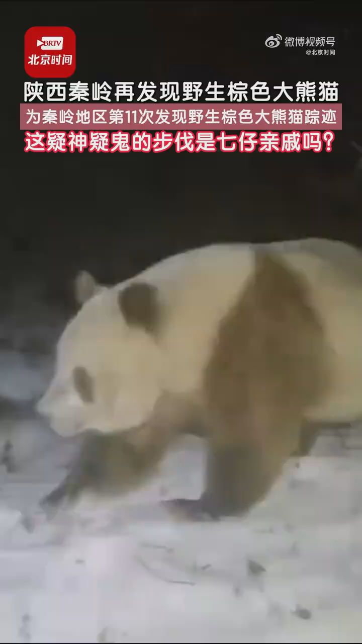 陕西秦岭再发现野生棕色大熊猫
