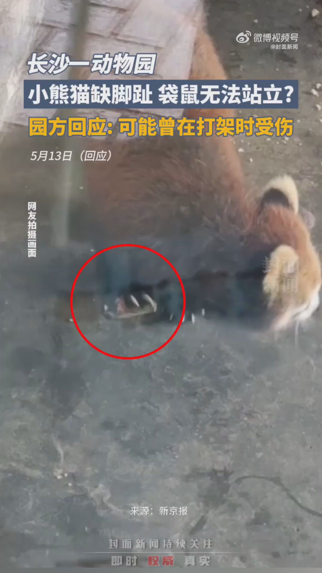 官方回应动物园小熊猫缺脚趾