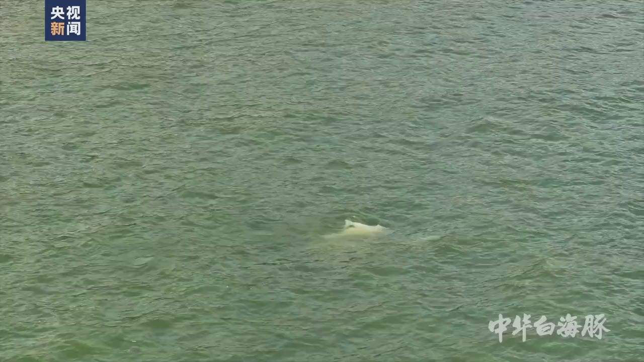  White dolphin mother swam with her dead baby for 5 days