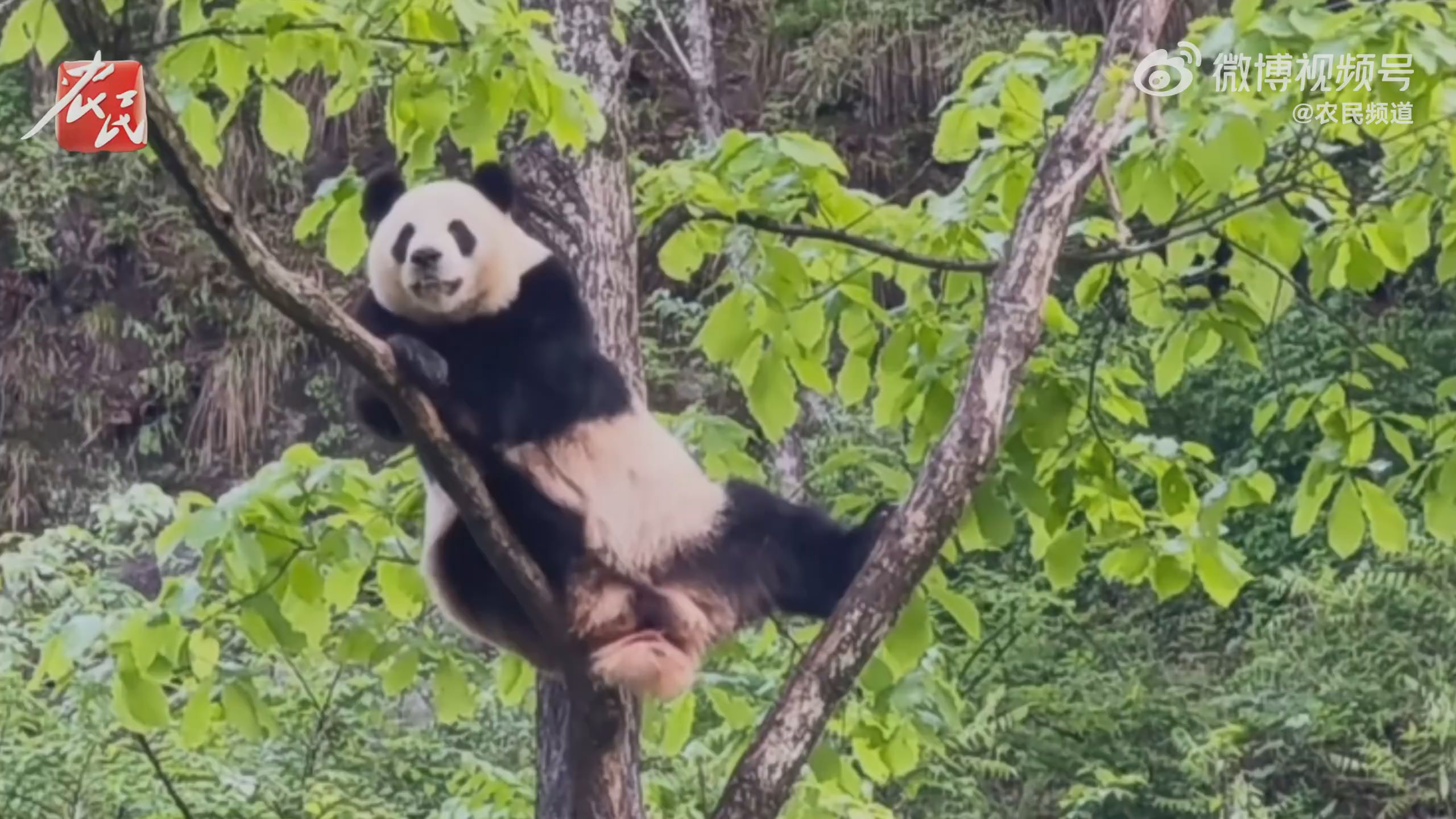  Giant pandas hang on trees and smile