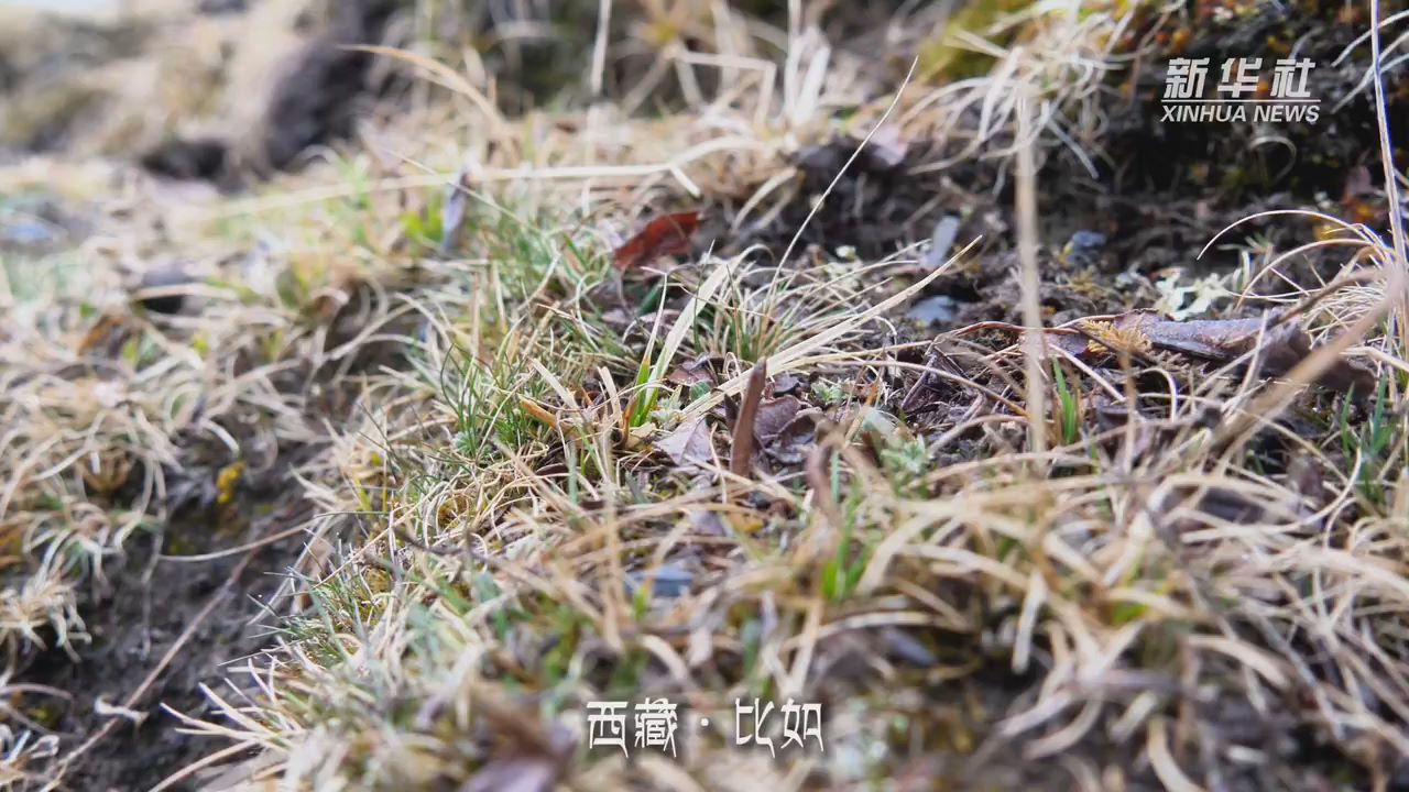 新华全媒+｜藏北“虫草人”：与自然共呼吸的采挖者