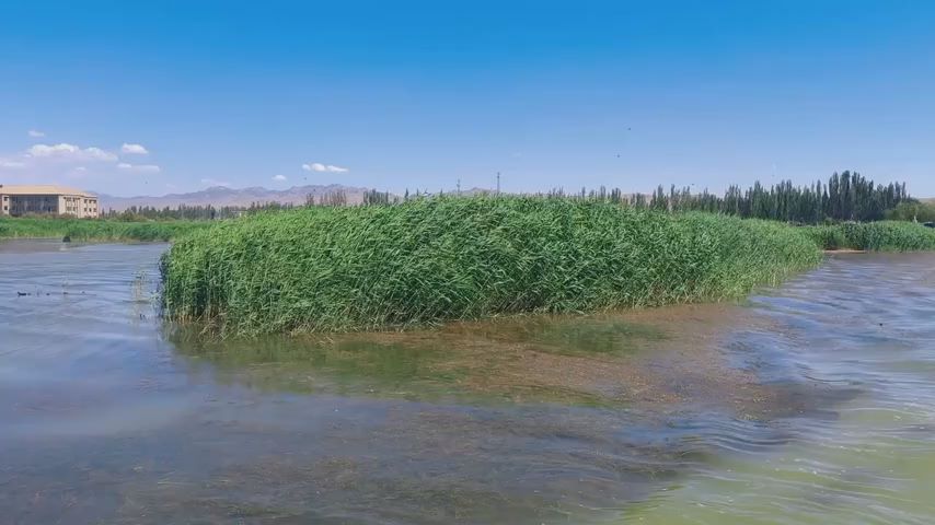  Looking at China from a myriad of climates, the green tide surges in northern Xinjiang, Wuliang Suhai: a picture of harmony between man and nature