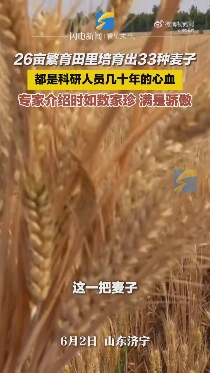  Researchers have cultivated 33 kinds of wheat in 26 mu fields