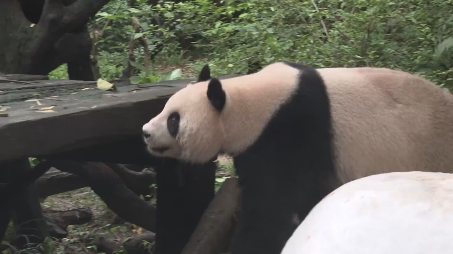  Giant pandas have their own dragon boats and dumplings