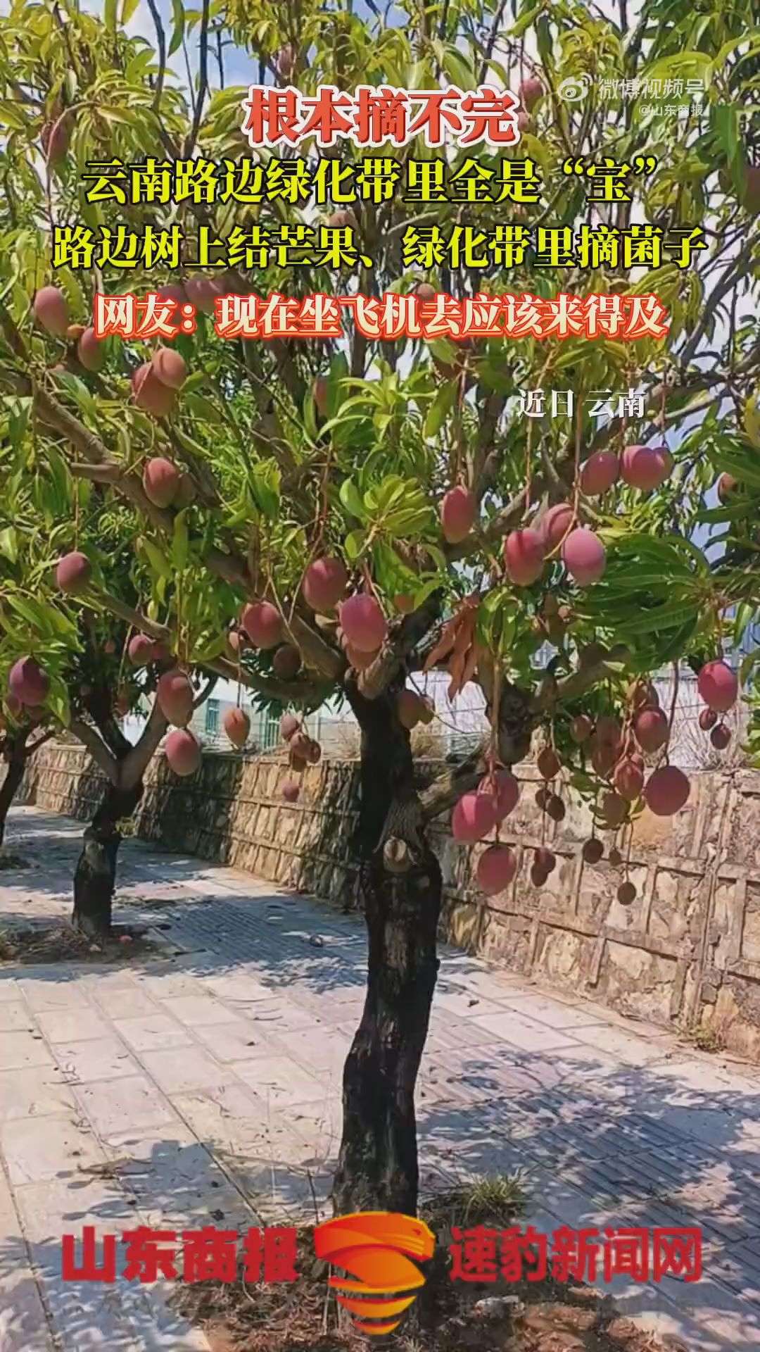 云南路边树上挂满芒果实现水果自由