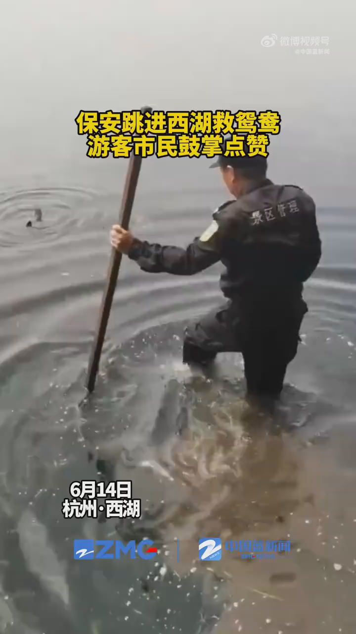  Security guards jump to the West Lake to save mandarin ducks, tourists applaud and praise