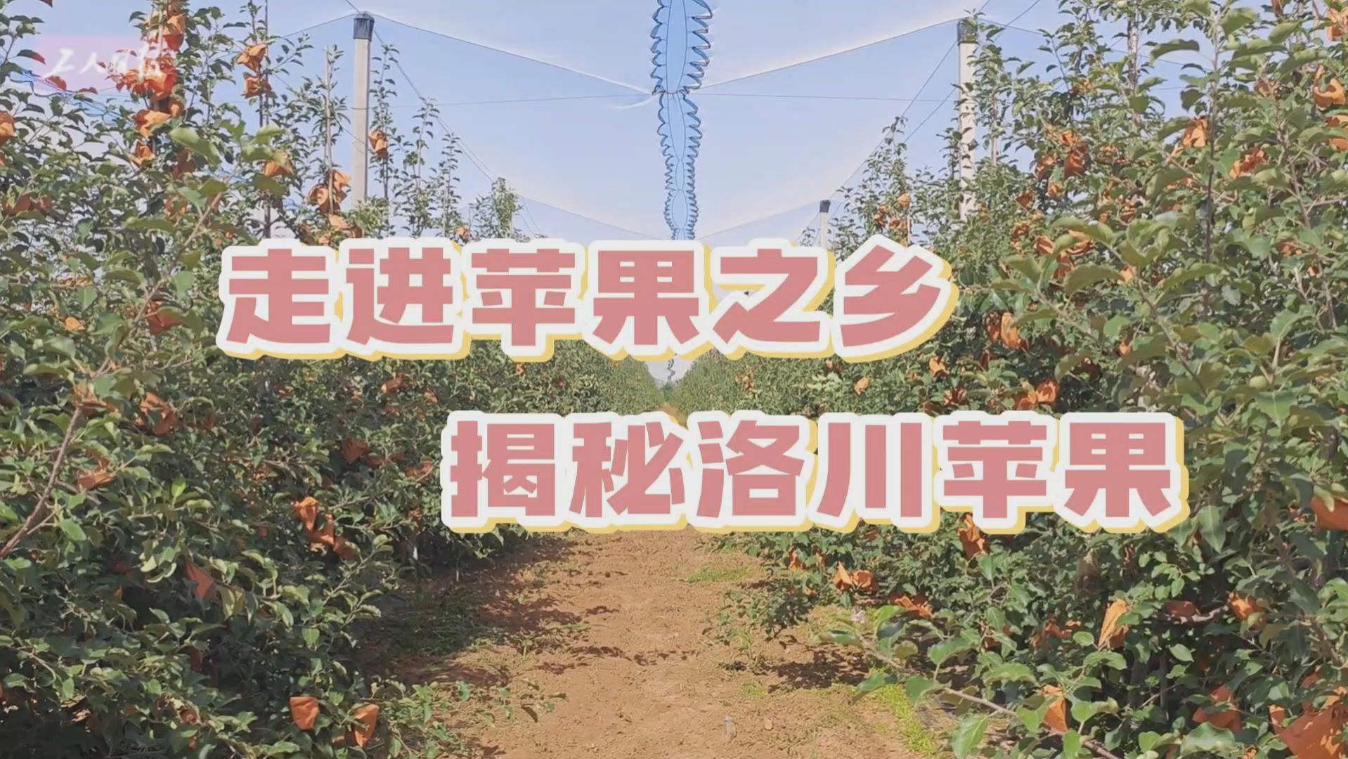  High quality development research trip | Go into the hometown of apples and reveal the secrets of Luochuan Apple