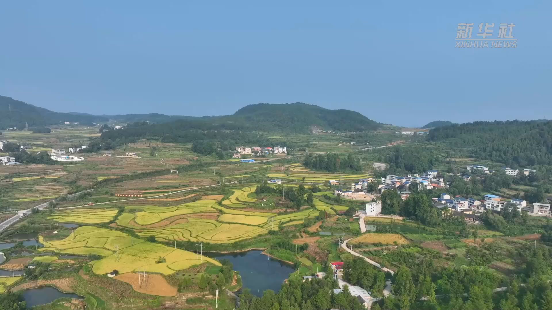  The field plays a harvest song! More than 60000 mu high-quality rice was harvested in Cengong, Guizhou