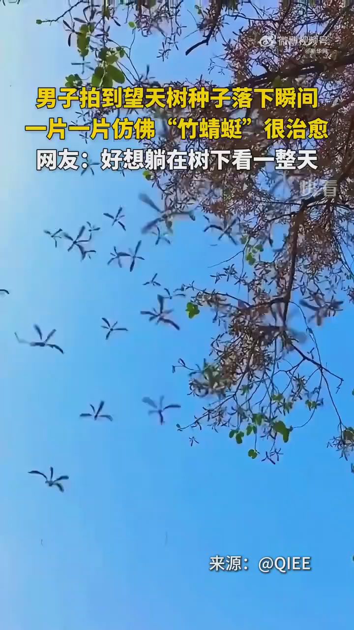 网友拍到望天树种子落下的瞬间