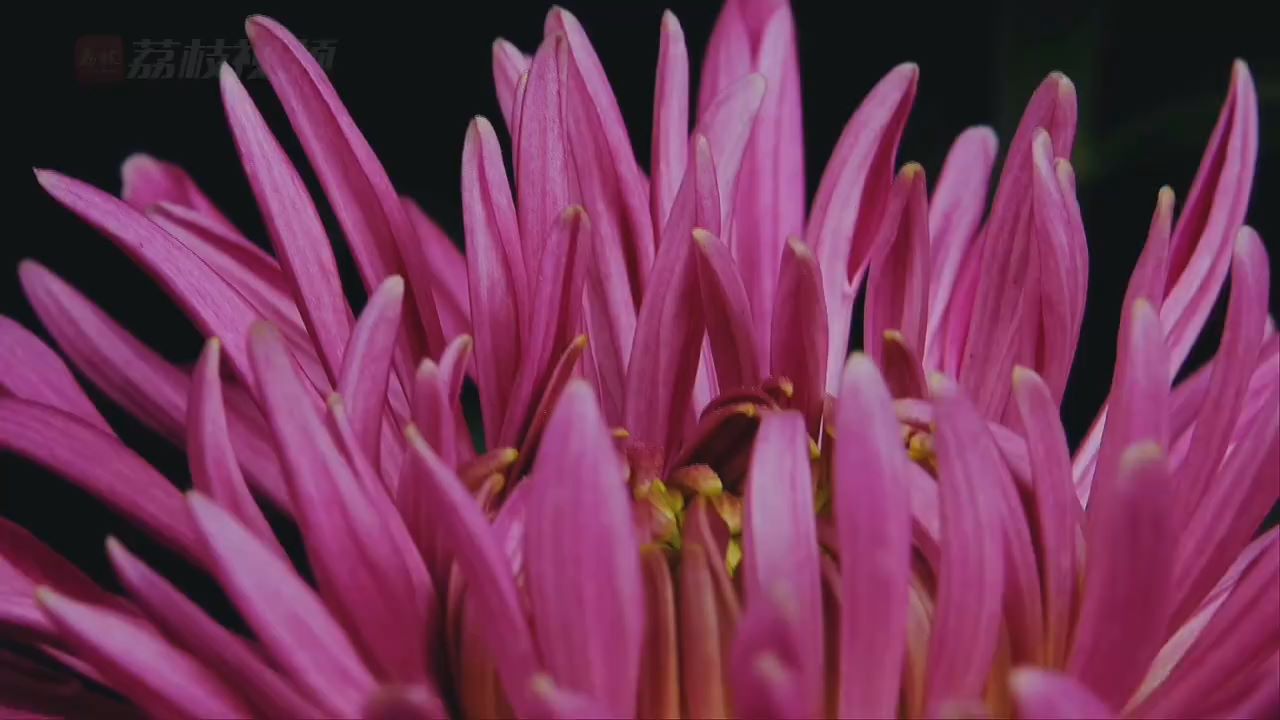 重阳赏菊！摄影师记录九种菊花开放瞬间