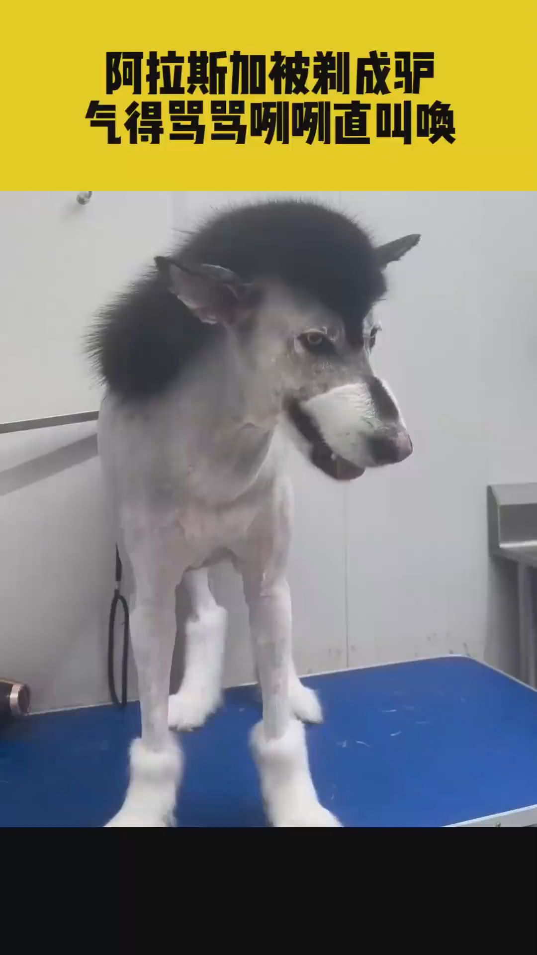 阿拉斯加剃毛被剃成了阿拉斯驴