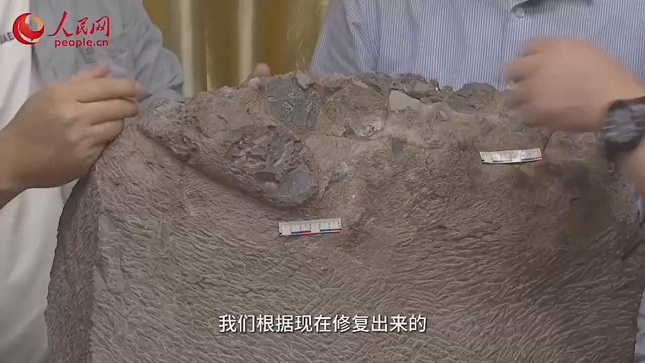 福建上杭首次发现6枚恐龙蛋 - 视频 - 中工网