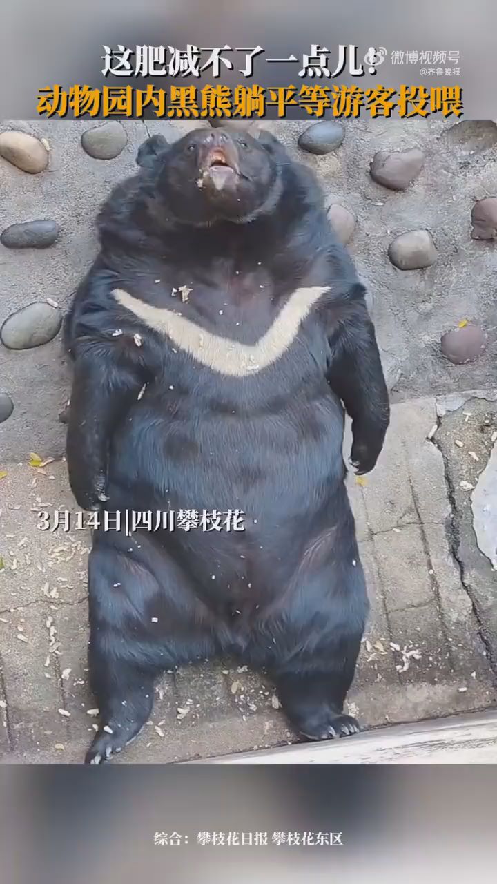 攀枝花动物园黑熊躺平等游客投喂
