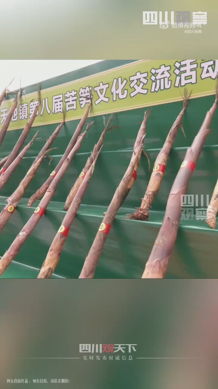 1米7苦笋王拍出6800元高价