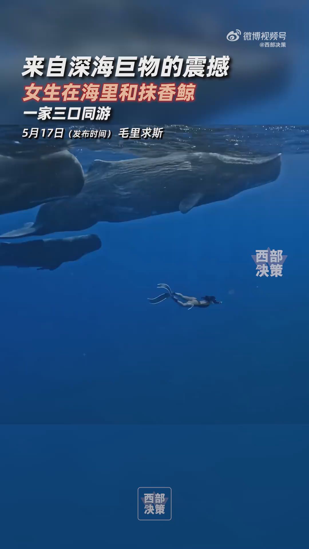 女生潜水遇抹香鲸一家三口同游