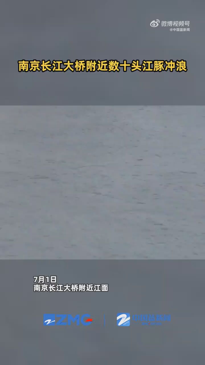 南京现数十头江豚冲浪