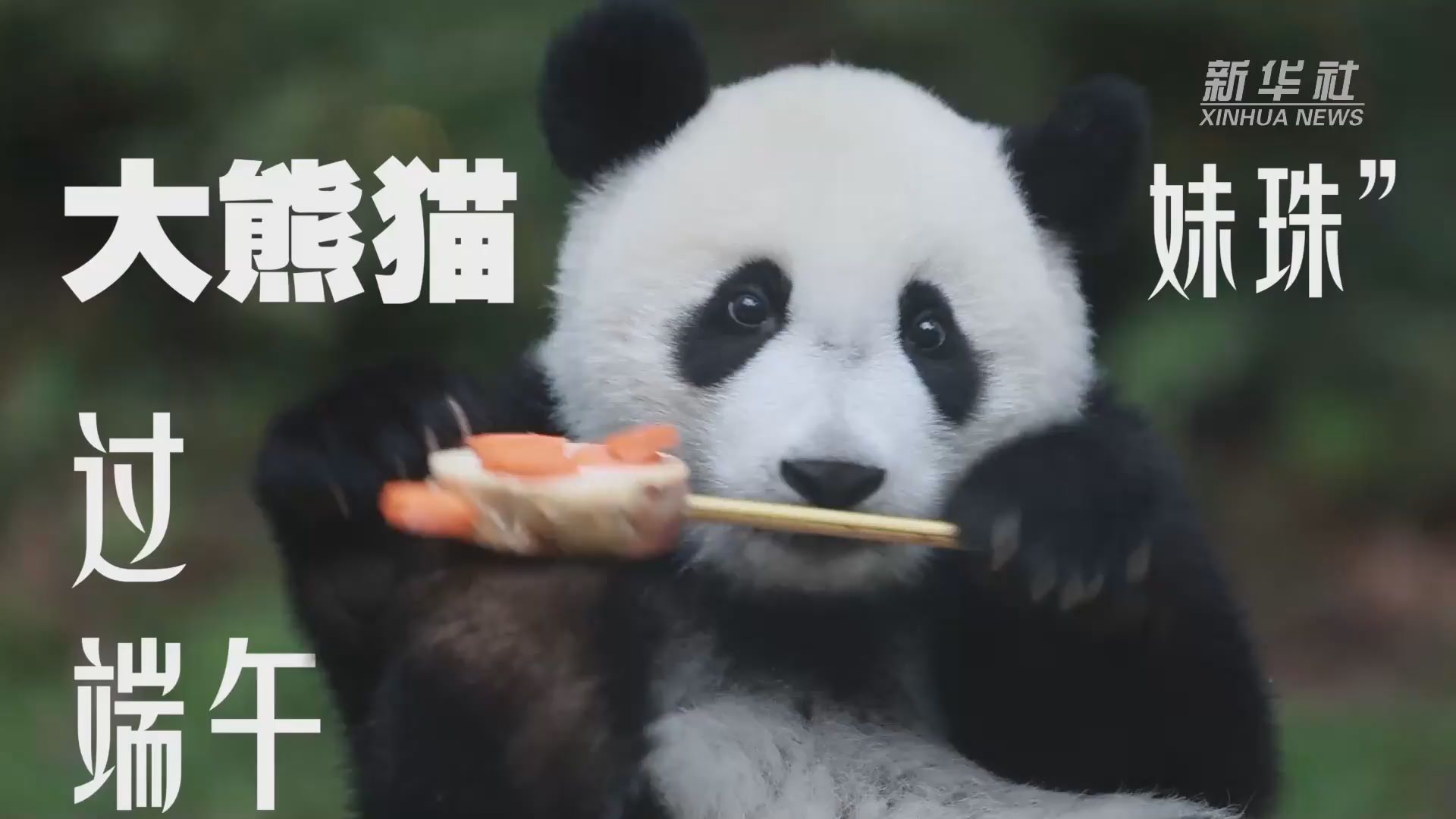 大熊猫“妹珠”过端午 仪式感拉满