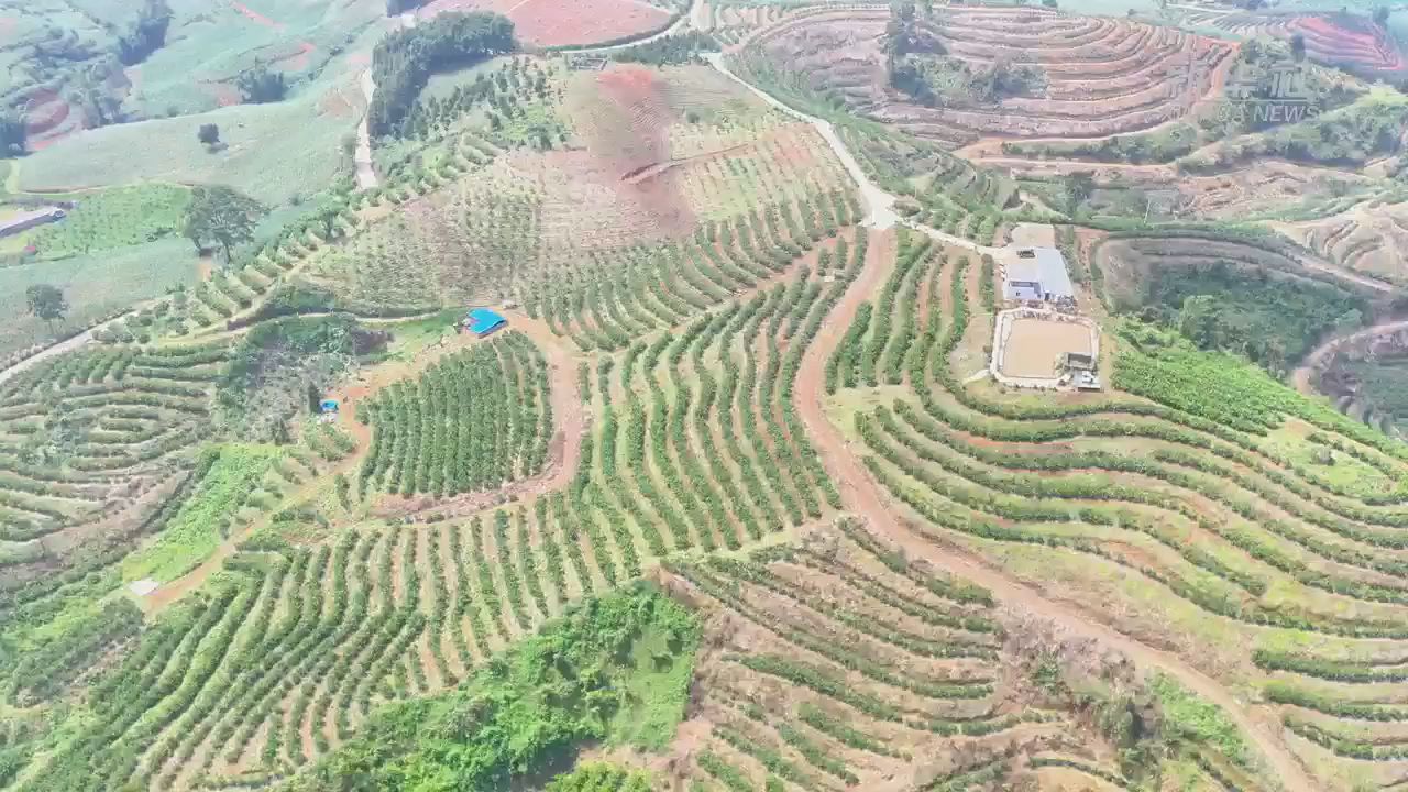 云南瑞丽：柠檬产业助力家门口就业