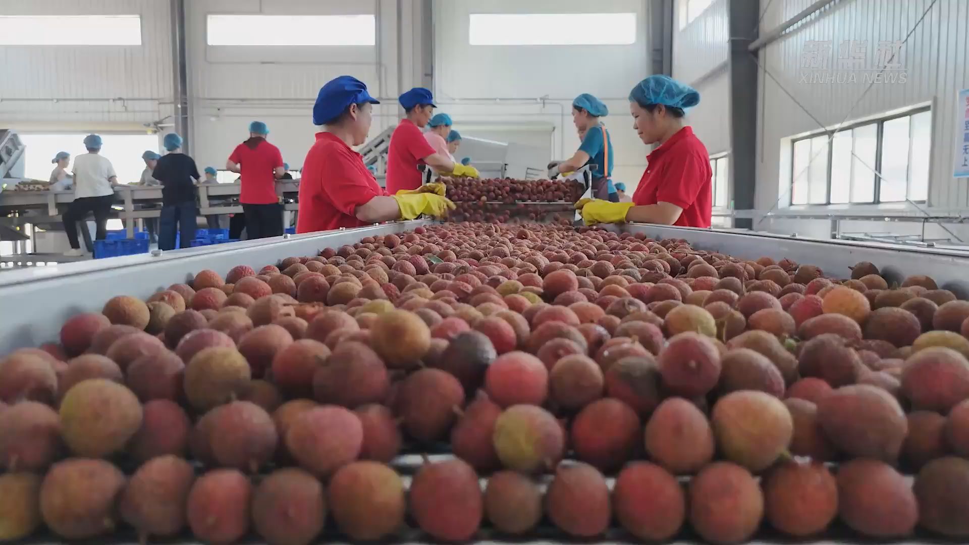 广东高州：荔枝深加工助力果农稳增收