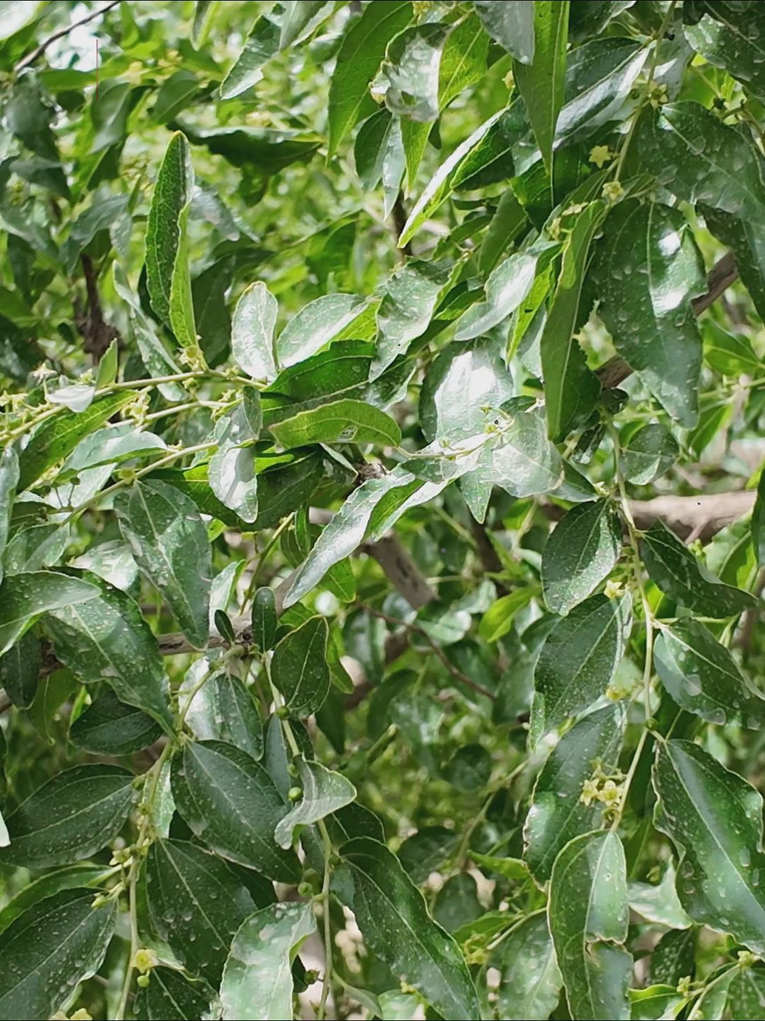 环着沙漠看新疆｜智慧枣花香满园