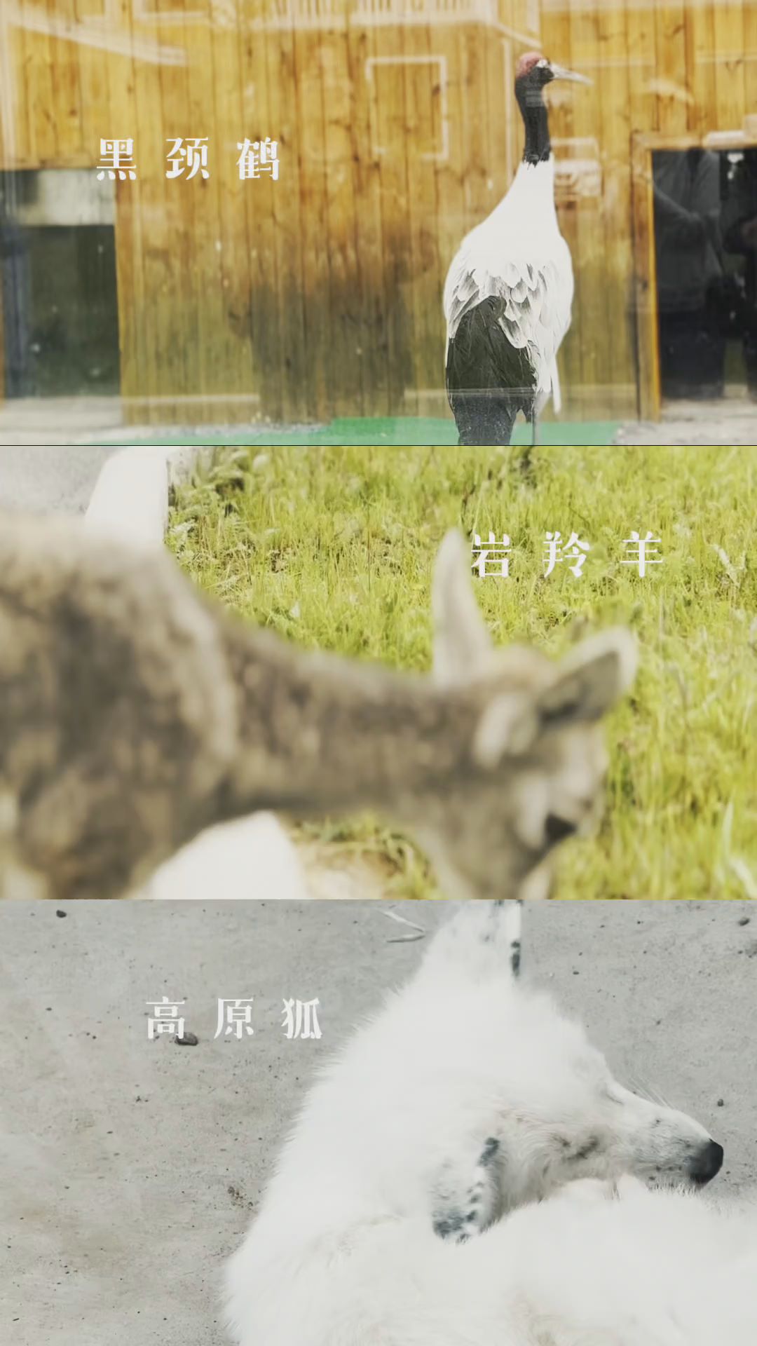 活力中国调研行｜遇到需要救助的野生动物该咋办？听听专业人士怎么说