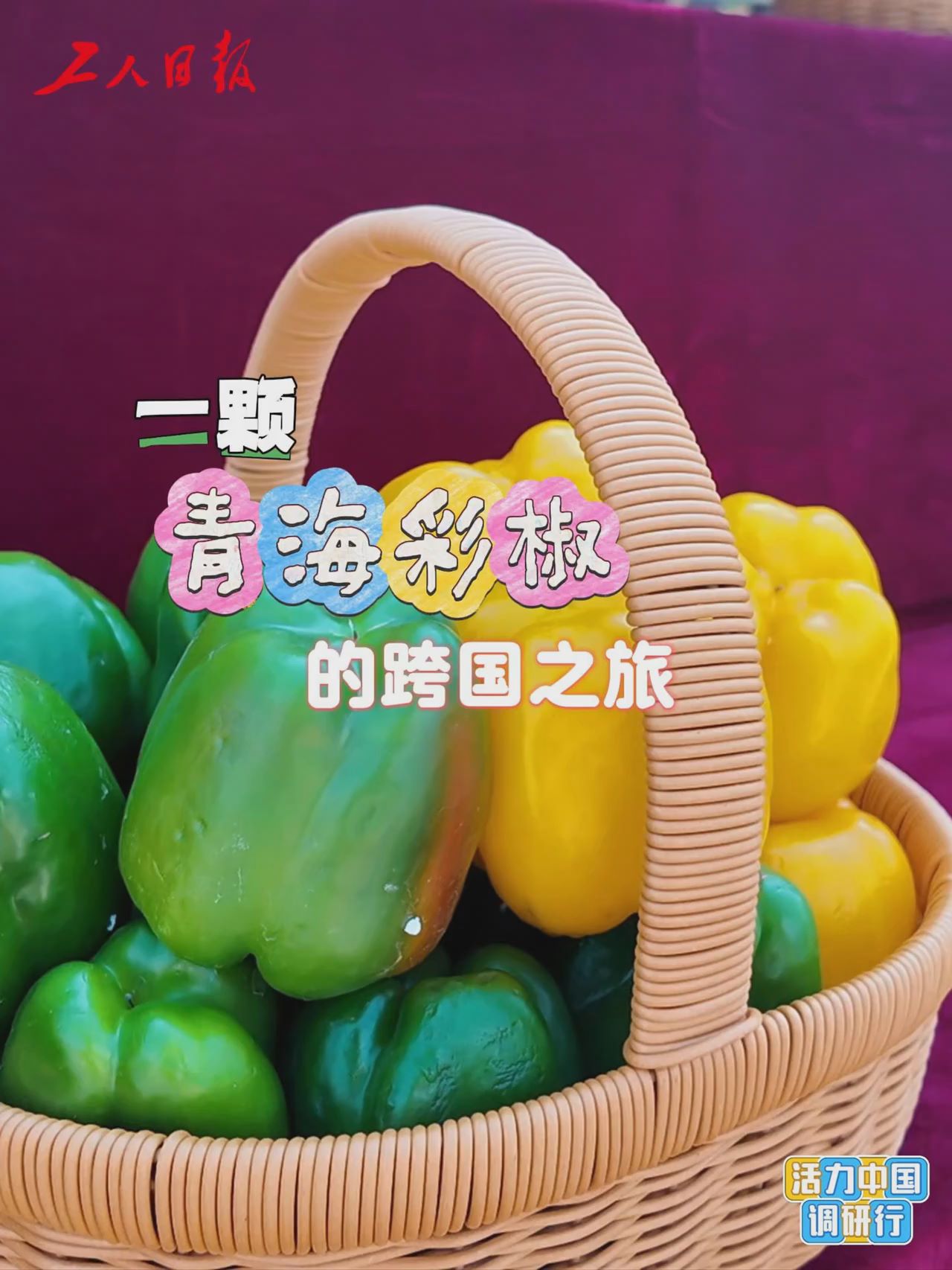 活力中国调研行｜一颗青海彩椒的跨国之旅
