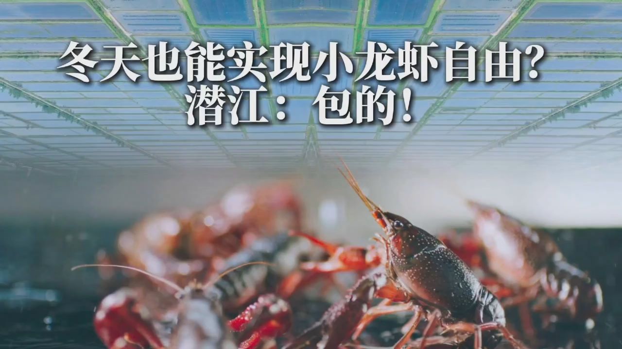 活力中国调研行丨冬天也能实现小龙虾自由？潜江：包的！