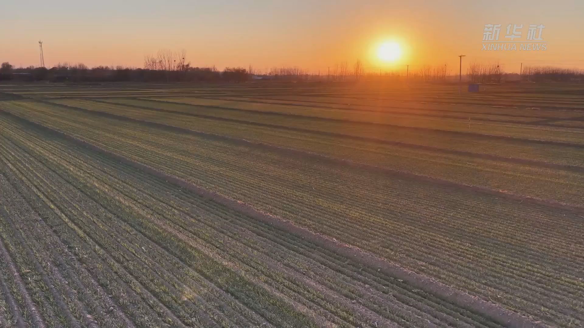 山东茌平：晚播小麦科学冬管助丰收