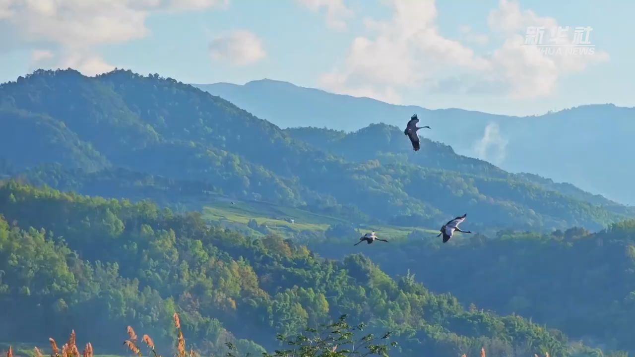 从“偶然现身”到“频繁出没” 珍稀鸟类频现云南德宏