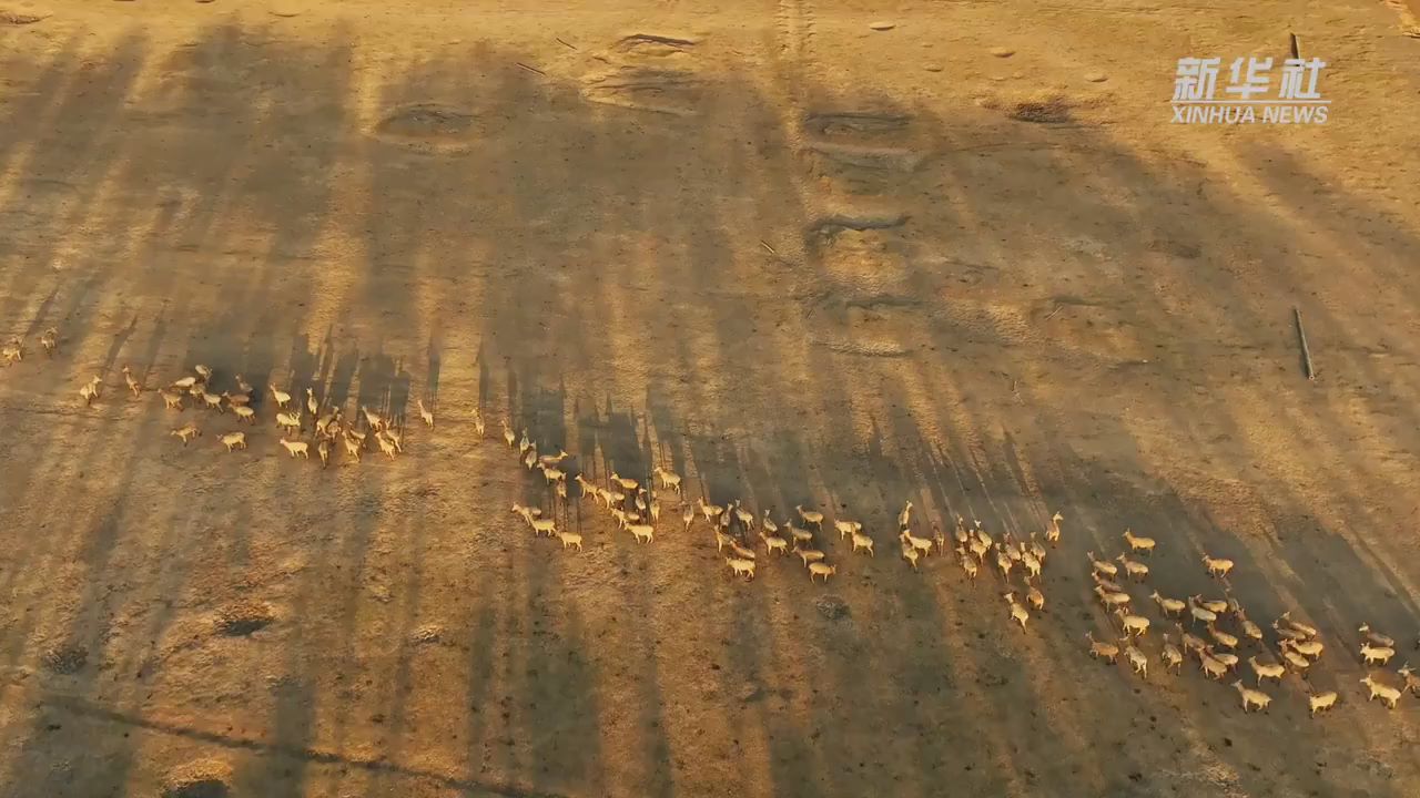 江苏盐城大丰：冬至“换角”进行时 麋鹿开启“萌趣”蜕变