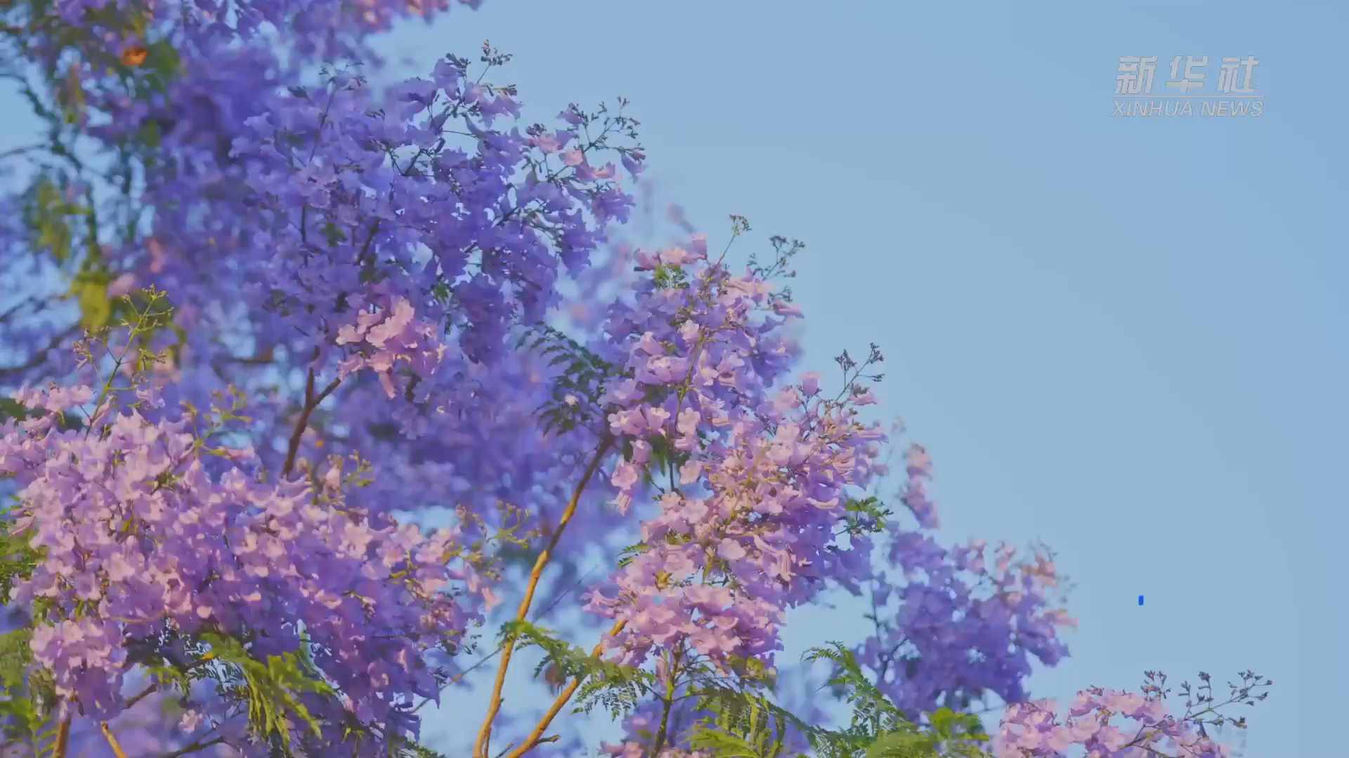 昆明蓝花楹“五一”假期盛放