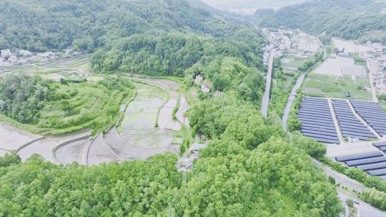 “朱鹮—稻鱼”共融共生，看看朱鹮小村有多美